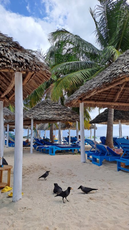 Kendwa plaža na Zanzibaru sa belim peskom, palmama i velikim krošnjama koje prave hlad